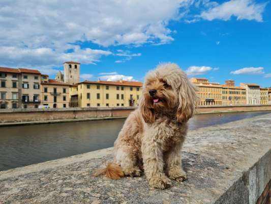 cavapoos-Beitrag-Bild