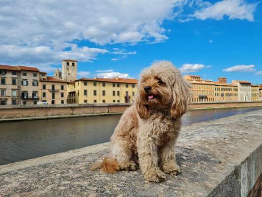 cavapoos-Beitrag-Bild