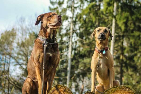 Lieblingsbild-Beitrag-Bild