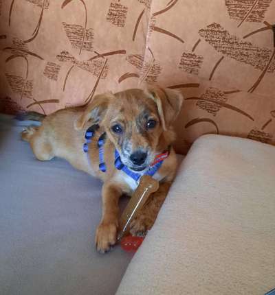 Mischlingshunde Foto Aufruf-Beitrag-Bild