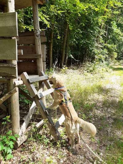 Wo sind die Golden Retriever Liebhaber?-Beitrag-Bild