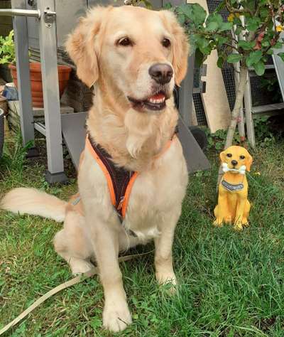 Wo sind die Golden Retriever Liebhaber?-Beitrag-Bild