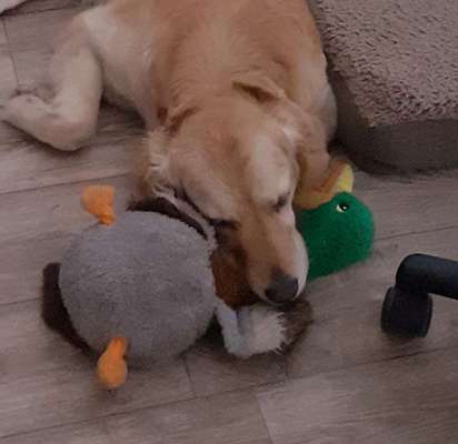 Wo sind die Golden Retriever Liebhaber?-Beitrag-Bild