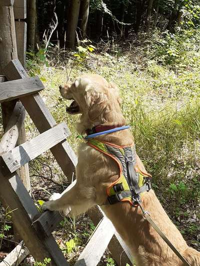 Wo sind die Golden Retriever Liebhaber?-Beitrag-Bild