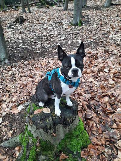 Boston Terrier Liebhaber❤️-Beitrag-Bild