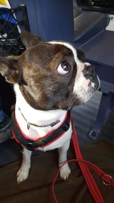 Die Dogorama Wochen Challenge-Beitrag-Bild