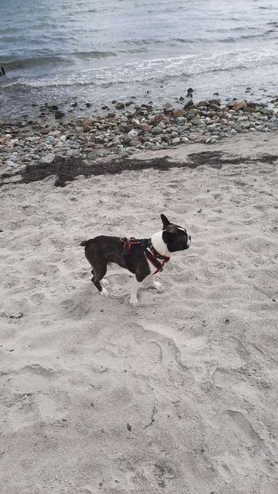 Dogorama-Monats-Challenge-Mai "Wasser"-Beitrag-Bild