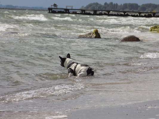 Dogorama-Monats-Challenge-Mai "Wasser"-Beitrag-Bild