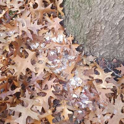 Giftköder-Vermutlich Giftköder-Bild