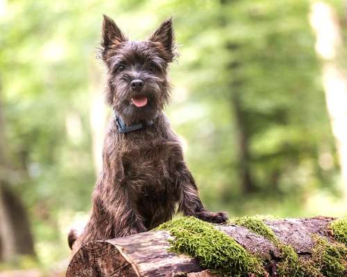 Wuseln hier auch Cairn Terrier rum?-Beitrag-Bild