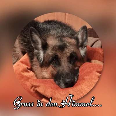 Unsere Fellnasen im Regenbogenland-Beitrag-Bild