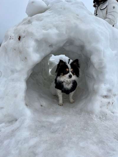 Dogorama Photo Challenge - Es wird nochmal kalt!-Beitrag-Bild