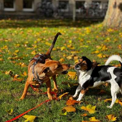 Tierschutzhunde suchen ein Zuhause-Beitrag-Bild