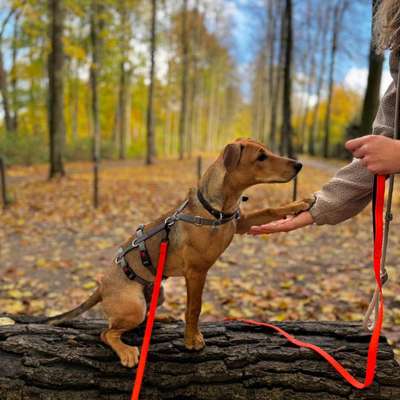 Tierschutzhunde suchen ein Zuhause-Beitrag-Bild