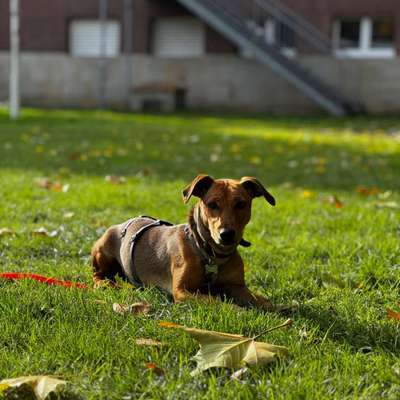 Tierschutzhunde suchen ein Zuhause-Beitrag-Bild