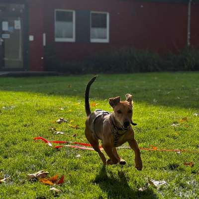 Tierschutzhunde suchen ein Zuhause-Beitrag-Bild