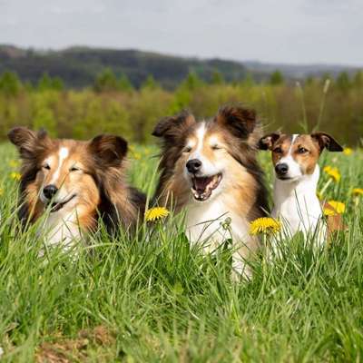 Hundetreffen-Ital. Windspiel bzw. Wippet treffen in der Umgebung von Leverkusen-Profilbild