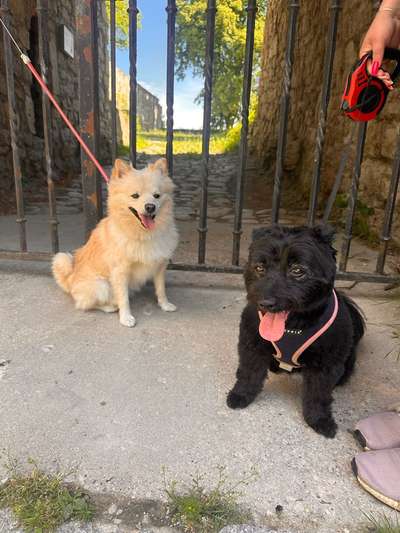 Hundetreffen-Spiel und Gassi Runde (aufdrehte, aber keine aggressiven Hunde)-Bild