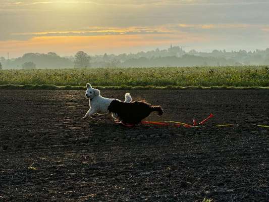 Hundetreffen-Gassi und Spielrunde in Rödinghausen und Umgebung-Bild