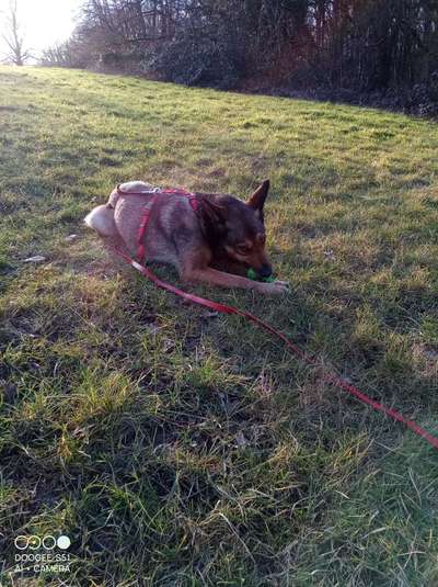 TierschutzhundeStammtisch🐕-Beitrag-Bild