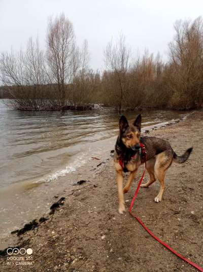 TierschutzhundeStammtisch🐕-Beitrag-Bild