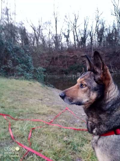 TierschutzhundeStammtisch🐕-Beitrag-Bild