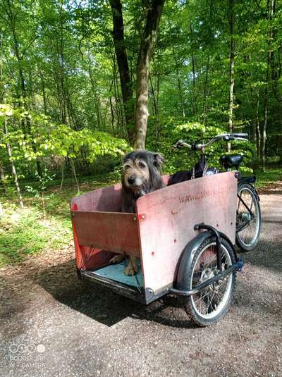 TierschutzhundeStammtisch🐕-Beitrag-Bild