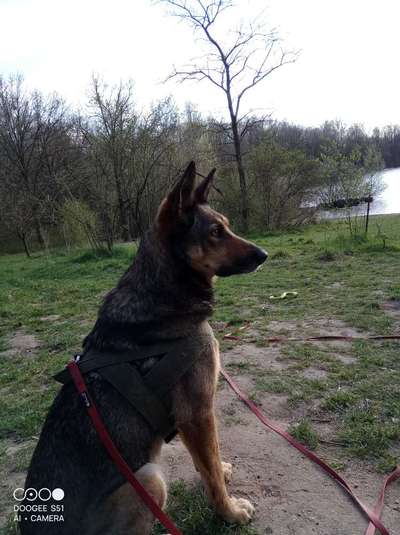 TierschutzhundeStammtisch🐕-Beitrag-Bild