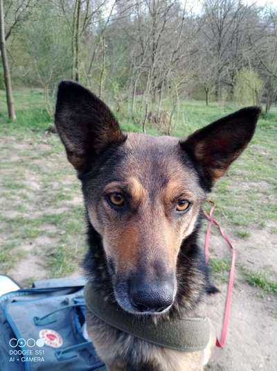 TierschutzhundeStammtisch🐕-Beitrag-Bild