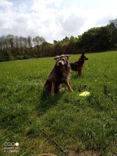 TierschutzhundeStammtisch🐕-Beitrag-Bild