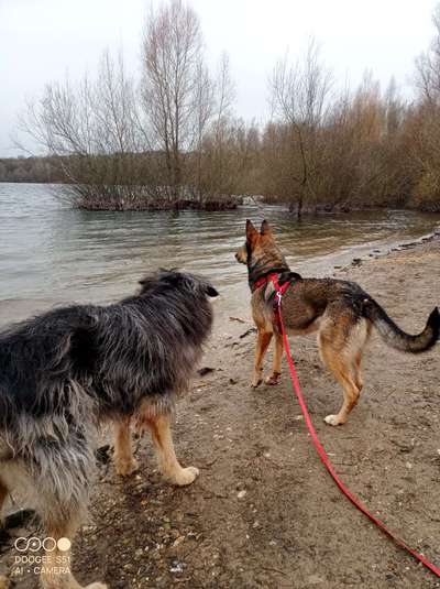 TierschutzhundeStammtisch🐕-Beitrag-Bild