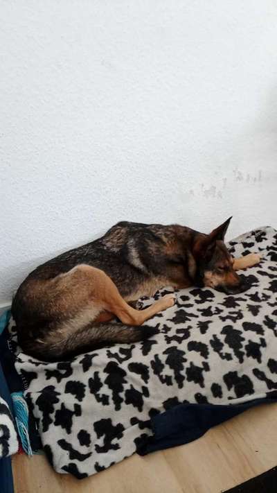 TierschutzhundeStammtisch🐕-Beitrag-Bild