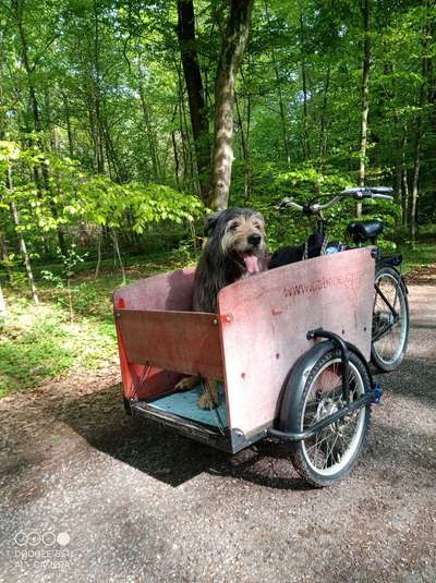 TierschutzhundeStammtisch🐕-Beitrag-Bild