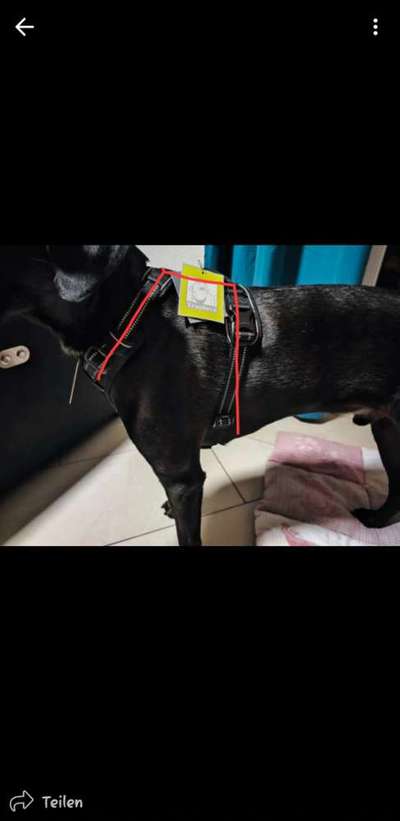 Wie sitzt mein Geschirr?-Beitrag-Bild