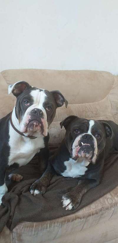 Olde English Bulldogge-Beitrag-Bild