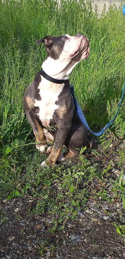 Olde English Bulldogge-Beitrag-Bild