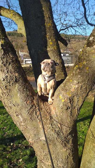 36. Handy Foto Challenge - Sonnenanbeter-Beitrag-Bild