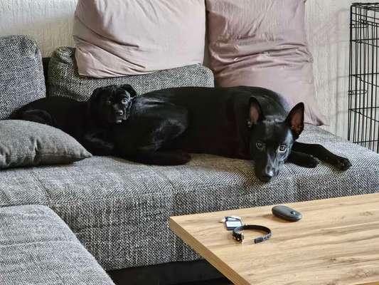 Hundetreffen-Spieltreffen-Bild