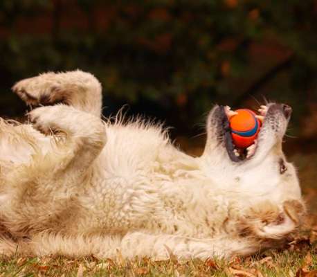 Dogorama Photo Challenge - Lieblingsspielzeug!-Beitrag-Bild