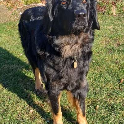 Hundetreffen-Spielkamerad gesucht.-Bild