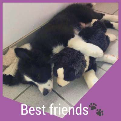 Welpen Bilder !-Beitrag-Bild