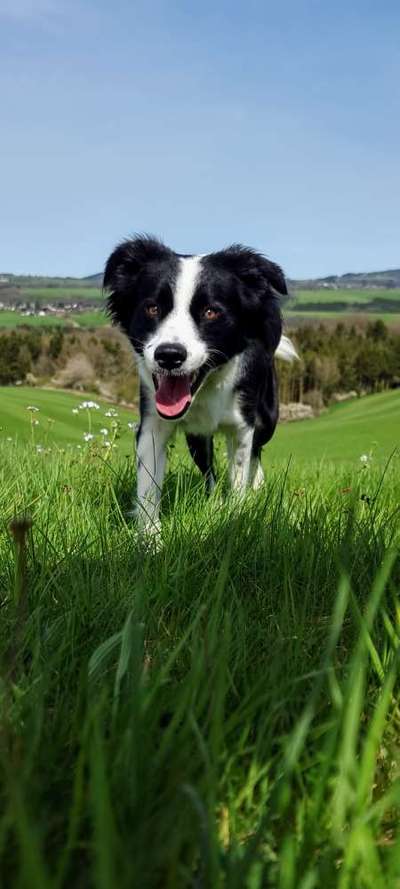 Auslandstierschutz-Beitrag-Bild