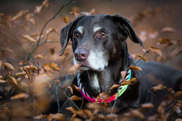 Unsere Fellnasen im Regenbogenland-Beitrag-Bild