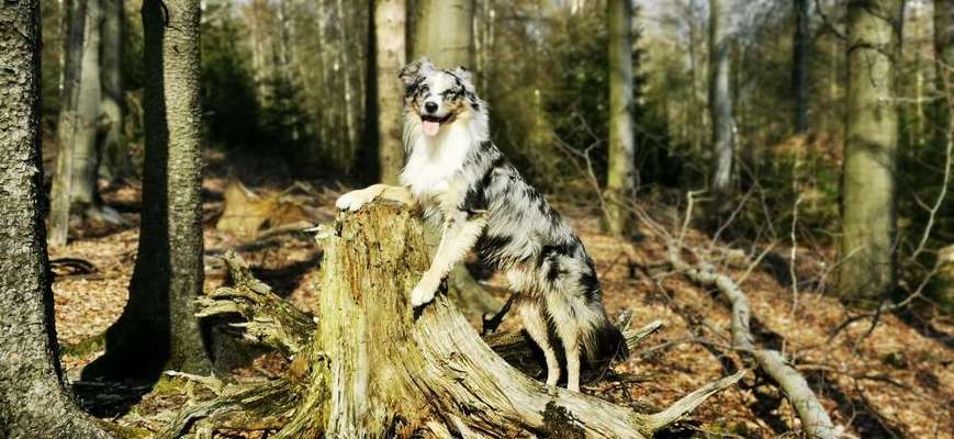 Foto's und Hundemodels-Beitrag-Bild