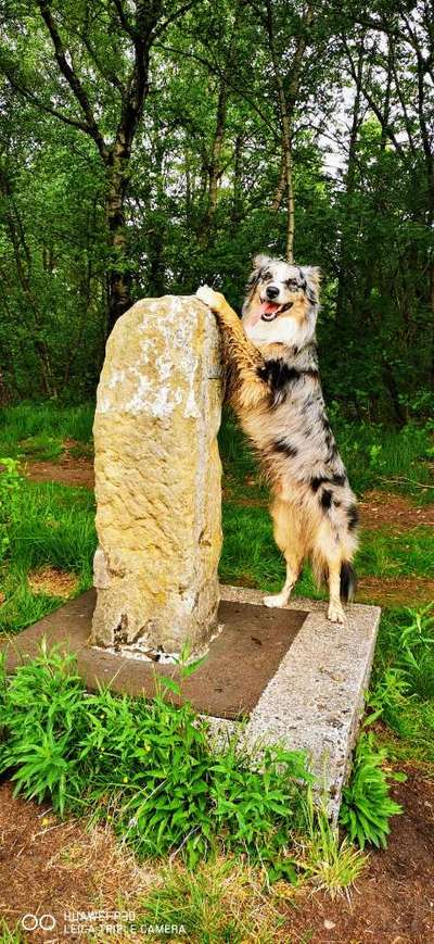 Foto's und Hundemodels-Beitrag-Bild