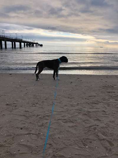 Deutsche Boxer-Beitrag-Bild