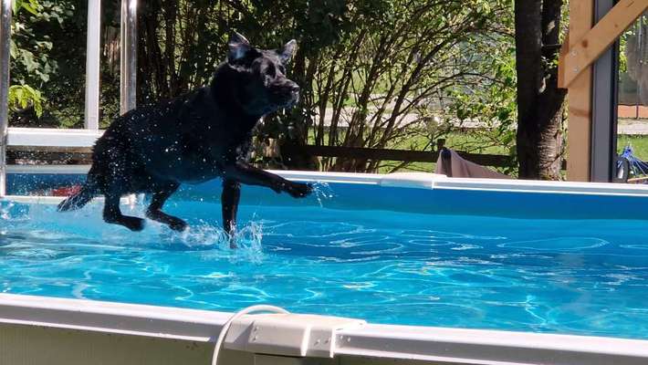 Unsere Fellnasen-Vielfalt im Überblick!-Beitrag-Bild