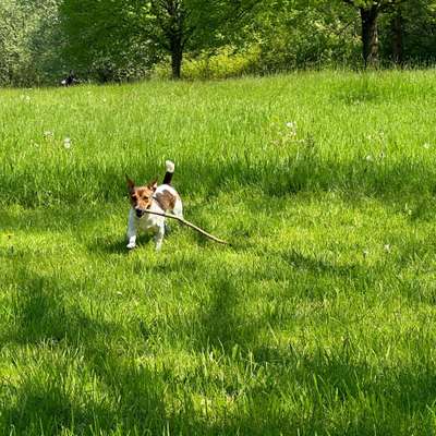 Hundetreffen-Kleine Rassen insb. Jack-Russell ohne Leine-Bild