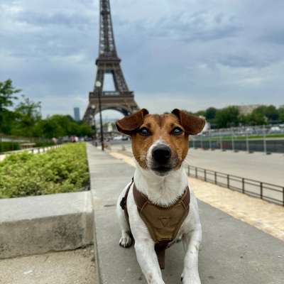 Hundetreffen-Suche Spielkameraden für Amy-Bild