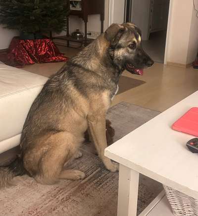 Herdenschutzhunde-Beitrag-Bild